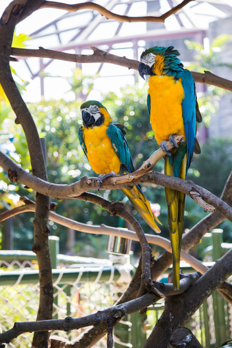 Just some parrots hangin' around. I was kinda hoping they'd curse at us in Canto.