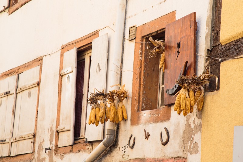 Corn spotted, hanging from someone's window