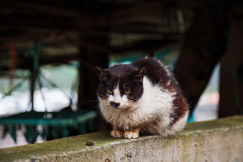 Cat-stache