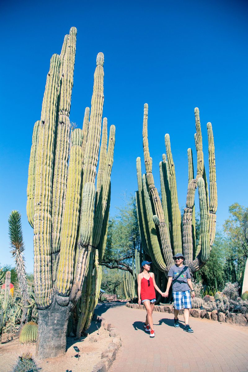 Phoenix Desert Botanical Garden